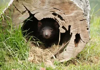 a Tasmanian devil peaks out of a hollow log a Tasmanian devil peaks out of a hollow log